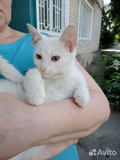 Котик мальчик отдам