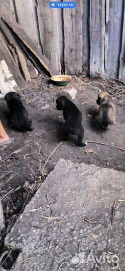 Собака в добрые руки щенок