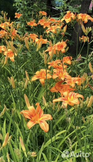 Лилейник простой,пион розовый, примула, мускарики