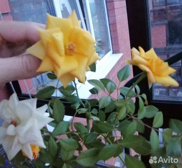 Роза Кардана