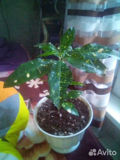 Дримиопсис, кротон