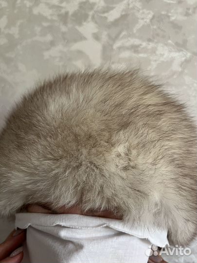 Шкура писца