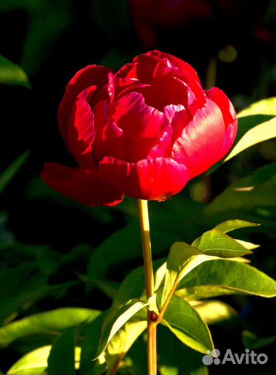 Пионы саженцы