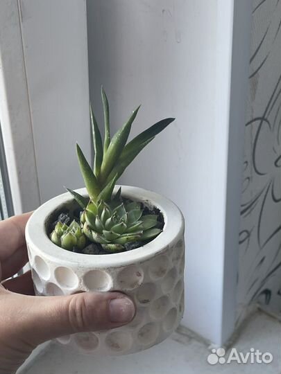 Молодило суккуленты