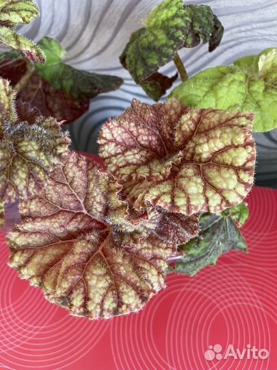 Бегония королевская