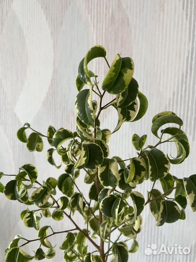 Фикус ирэн взрослый