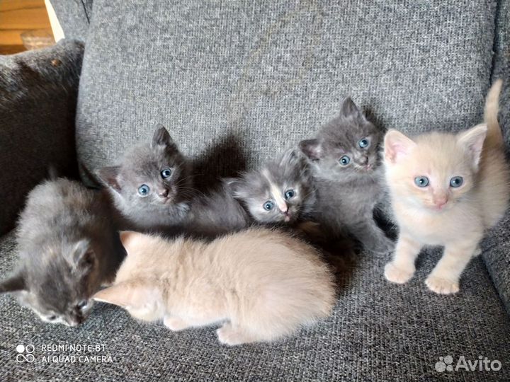 Кошки в добрые руки бесплатно