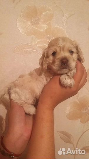 Кокер спаниель