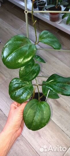 Хойя Саравак крим