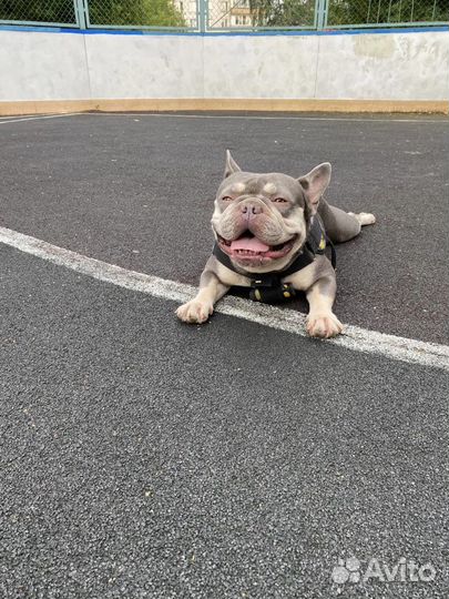 Кобель лиловый тан вязка