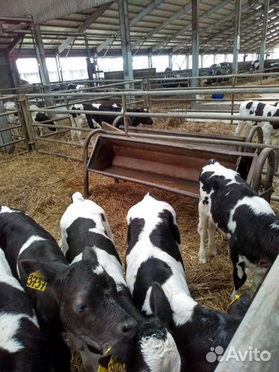 Телята мясной породы бычки