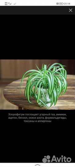 Хлорофитум