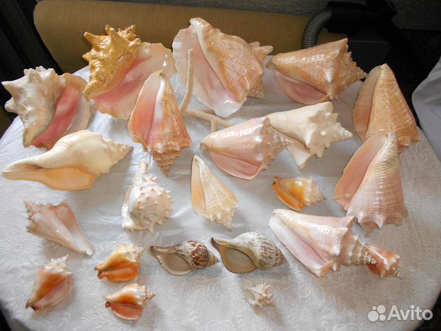 Морские раковины разные