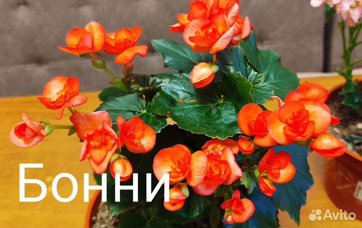 Бегония элатиор
