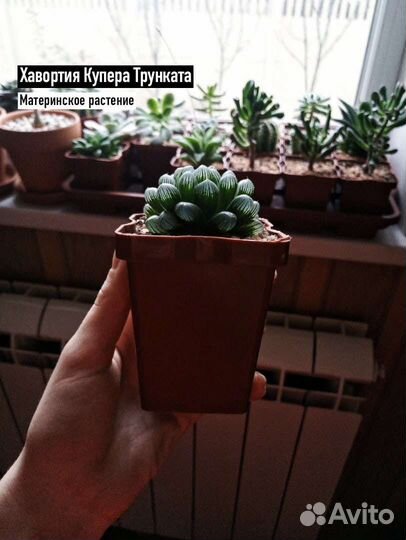 Суккуленты Хавортия