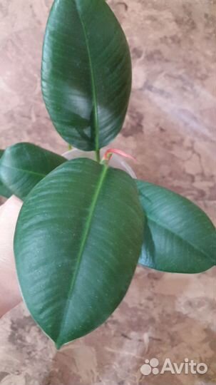 Фикус каучуконосный
