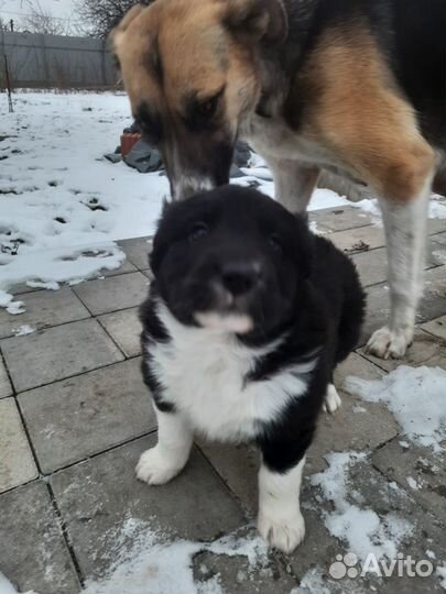 Щенки в добрые руки