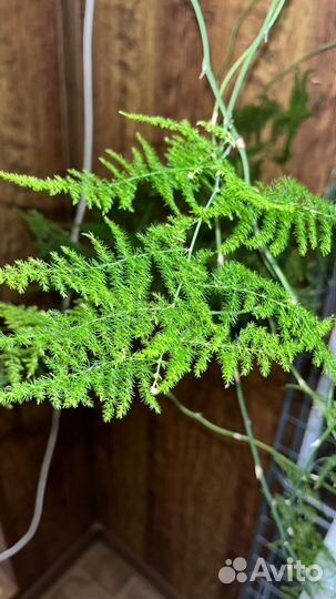 Аспарагус перистый