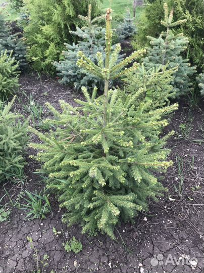 Ель голубая, ель канадская