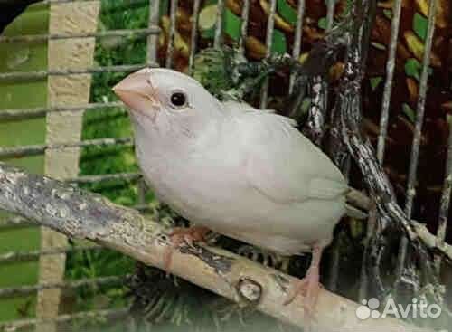 Японские амадины