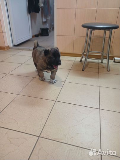 Официал армянский гампр