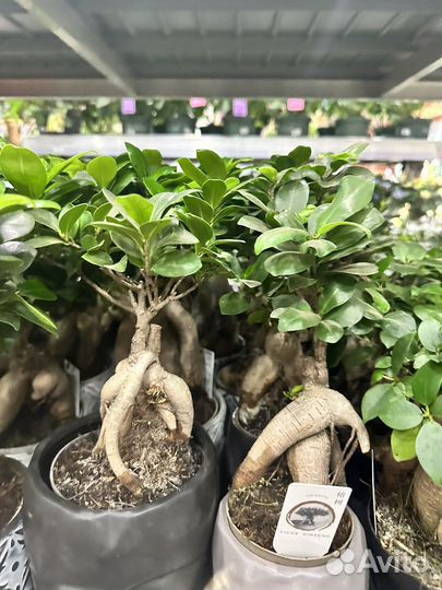 Бонсай Фикус Гинсенг