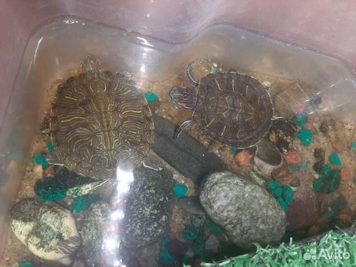 Черепаха с аквариумом