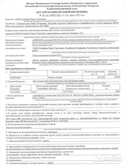 Чеснок на посадку