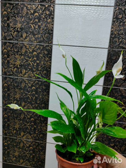 Спатифиллум Диамант, Ромео, Сильвер купидо