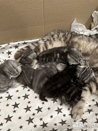 Британские котята