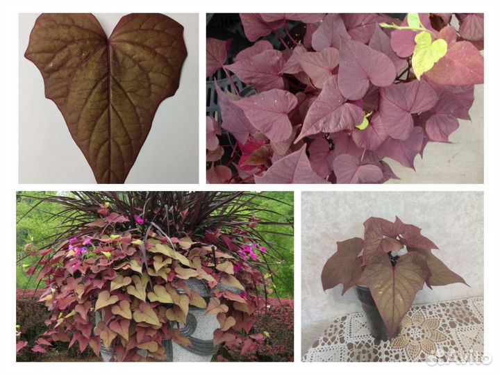 Ипомея батат ампельная