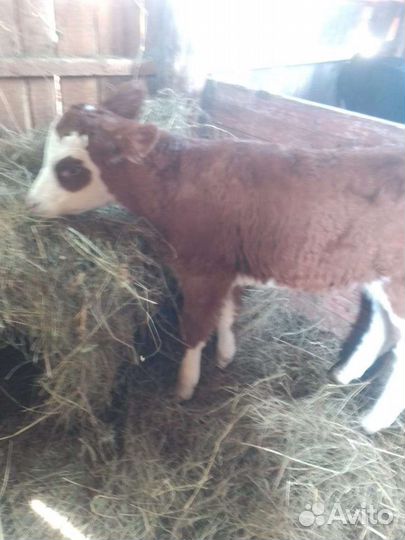 Телочки и бычки