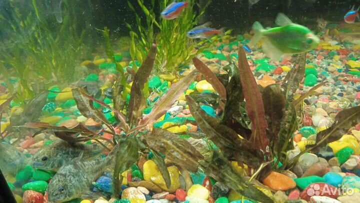 Аквариум, 100л