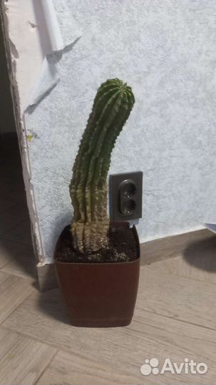 Большой кактус
