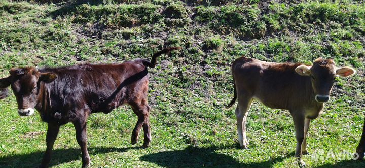Телята симменталы