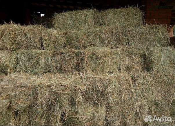 Сено люцерны суданки солома