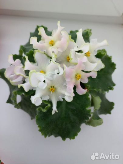 Фиалка сортовая (детки)