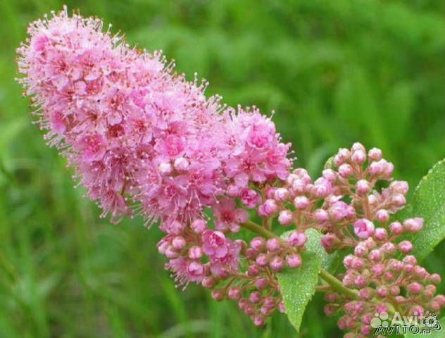 Саженцы спиреи сорт Билларда