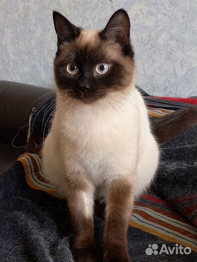 Сиамская кошечка