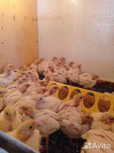 Перепела продажа