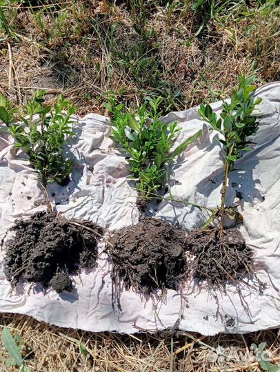 Саженцы самшита