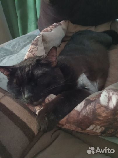 Отдам в хорошие руки