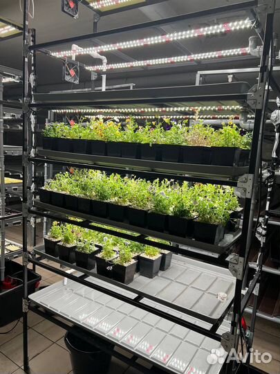 Открыть бизнес. Сити ферма. Микрозелень