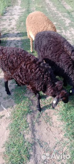 Продам баранов