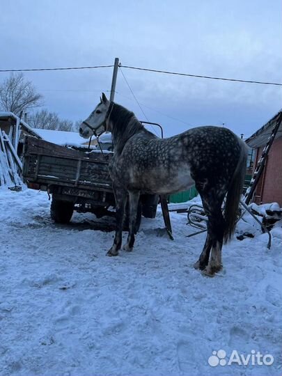 Лошади орловской породы