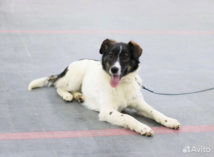 Небольшая Зорька, стерилизована