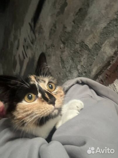 Кошка в дар бесплатно
