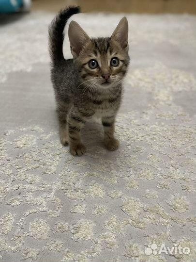 Бенгальские котята