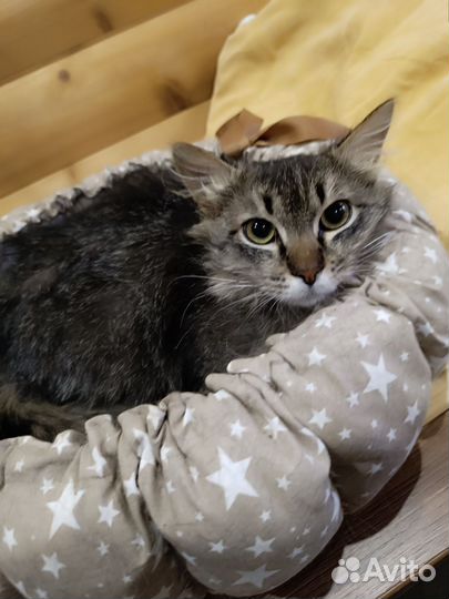 Котик подросток в добрые руки