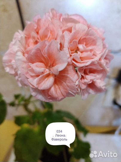 Герань пеларгония розебудная